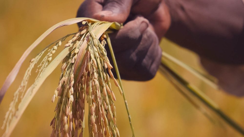 pulsi site.02_17_06_00.Still022