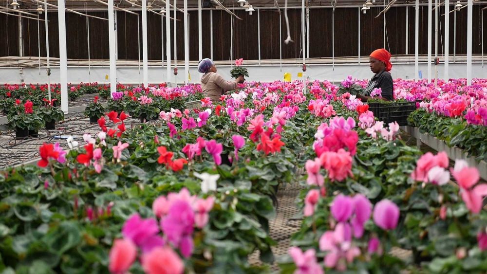 Af-du-sud.00_08_34_12.Still011