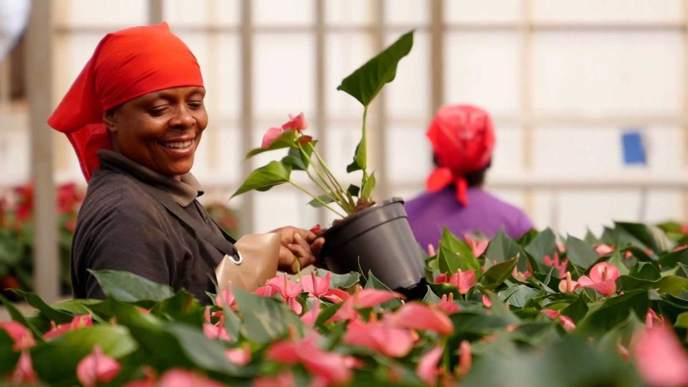 Af-du-sud.00_08_37_02.Still012